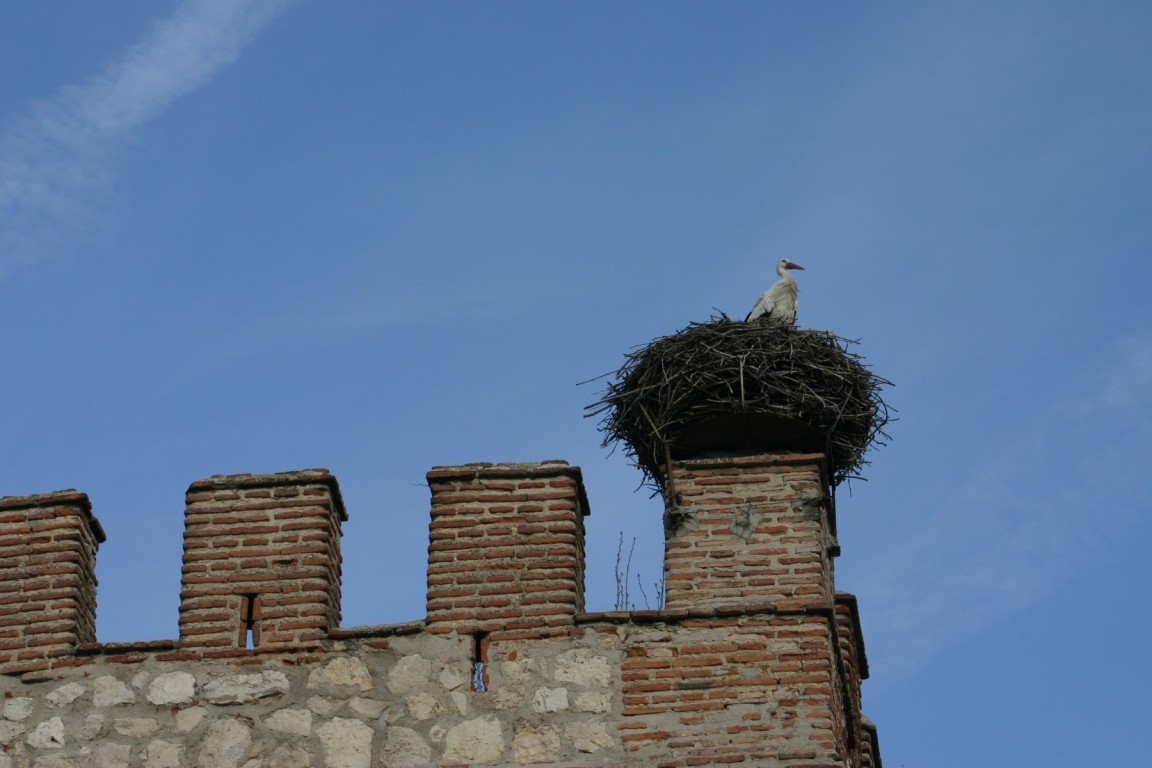 Stork in Alcalá de Henares